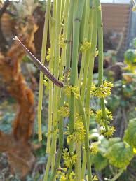 Image result for Cynanchum