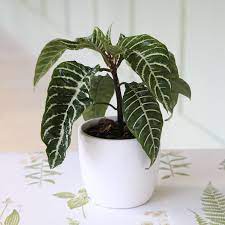 The zebra plant (aphelandra squarrosa), a native of the brazilian tropics, is a striking plant with broad, dark green leaves and splashy variegated white water the zebra plant as soon as the top of the soil feels slightly dry, but don't overwater. 120mm Zebra Plant Aphelandra Squarrosa Bunnings New Zealand