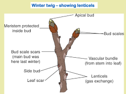 How do the plants breathe? 3 4 5 Plant Excretion Objectives What You Will Need To Know From This Section Outline The Role Of Leaves And Lenticels As Excretory Organs Of Plants Ppt Download