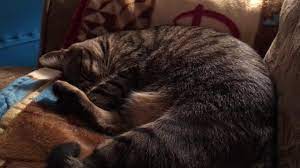Cat Twitching Dreaming Youtube