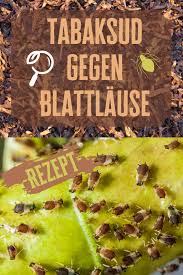 Rezept Tabaksud Gegen Blattlause Herstellen Rezepte Pflanzen Schone Blumen