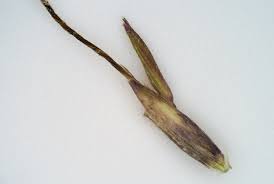 Image result for Capillipedium