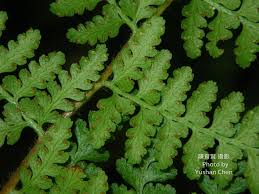 Image result for Microlepia speluncae