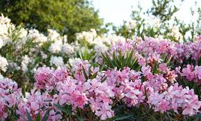 Oleander bekommt gelbe blätter durch wassermangel. Oleander Pflege Schneiden Und Uberwintern