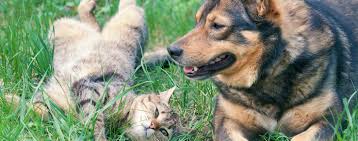 It might be dehydration, but it could also be a blocked. Can Dogs Get Sick From Eating Cat Poop Wag