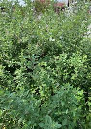Image result for Vitex trifolia