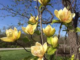 Image result for magnolie sunsation