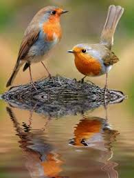 Love Those Birds Delightful To Watch Beautiful Birds Bird Photography Bird Pictures