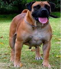 Lancaster puppies has your south african boerboels! South African Boerboel Breeders Stl Boerboels Our Dogs African Boerboel South African Mastiff Huge Dogs