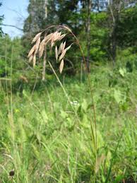 Image result for Bromus leptoclados