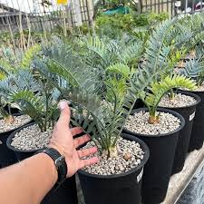 Image result for Encephalartos senticosus