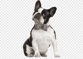 The american bulldog is considered the closest surviving relative of the old english bulldog. French Bulldog Boston Terrier American Bulldog American Staffordshire Terrier French Bulldog Behind Carnivoran Dog Like Mammal Png Pngegg