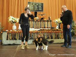 Le port du masque obligatoire pour l'ensemble du public (visiteurs, exposants, organisateurs et prestataires). Salon International Du Chat D Orleans Les 4 Et 5 Novembre 2017 Plan Liste Des Chats Inscrits Horaires Tarifs Vivre Autrement Vos Loisirs Avec Clodelle