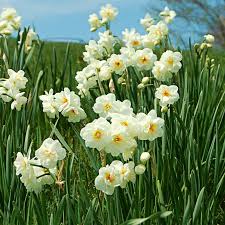 Narcissus Sir Winston Churchill In 2020 Narcissus White Flower Farm Daffodils