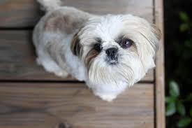 Besides feeding and health care taking, human fancy their puppies in wonderful. The Top 5 Shih Tzu Haircut Styles The Dog People By Rover Com