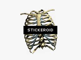Rib cage skeleton thorax heart, rib cage, heart, experiment, cage png. Skeleton Ribs Cage Png Transparent Cartoons Human Rib Cage Png Png Download Transparent Png Image Pngitem