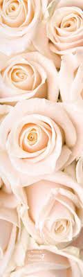 We did not find results for: Roses By Color Gallery White Roses Wallpaper Rose Gold Wallpaper Rose Wallpaper