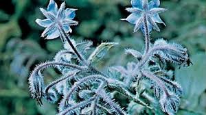 Image result for Hydrophyllaceae