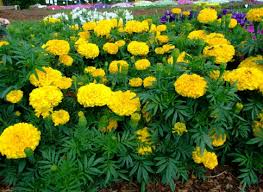 Image result for tagetes)