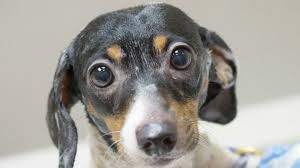 In seven years, one female cat and her offspring can produce an incredible 370,000 kittens! Spay Neuter Action Project To Host 15 Free Clinics In Underserved Communities Times Of San Diego