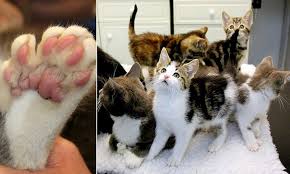 It is usually advised to start new kittens out in a transition room that is safe, comfortable, and keeps the kitten isolated from other areas of the home. Not Purr Fect But Still Very Cute Uk S Biggest Litter Of Six Toed Kittens With 180 Claws Between Eight Cats Were Abandoned At Birth But Have Now All Found New Homes