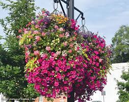 You should also watch out for frost as it can kill your plants. Hanging Basket Hacks Garden Gate