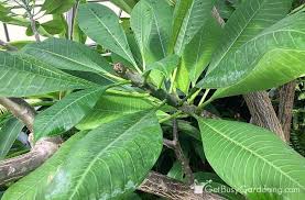 Super Healthy Plumeria Plant Growing Indoors Plants Plant Care Plumeria
