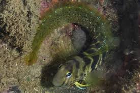 Image result for Brachyachne simonsii