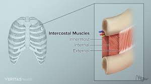 A rich and complex network of blood vessels and while several ligaments connect the joint from the front and back, others are present between the joint the interosseous ligament is one of the strongest of all ligaments in the body.1. Upper Back Pain From Intercostal Muscle Strain