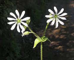 Image result for Stellaria sennii