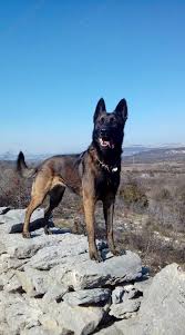 She recently had a litter of eight pups but was found with nine babies when donna warner went out to the barn to check on her one morning. Found On Bing From Www Pinterest De Belgian Malinois Dog Malinois Puppies Malinois Dog