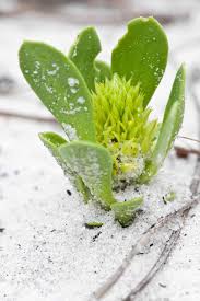 Image result for Polygala sadebeckiana