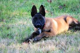 Pin On Puppies For Sale
