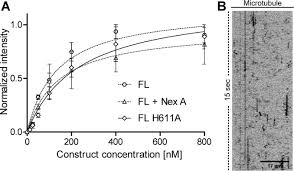 The Disordered N Terminus Of Hdac6 Is A Microtubule Binding Domain Critical For Efficient Tubulin Deacetylation Journal Of Biological Chemistry Leave form 8962, line 28, blank and enter the amount from line 27 on line 29. tubulin deacetylation