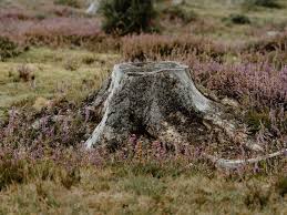 11 pineridge rd moultonborough n.h. Stump Grinding Vs Stump Removal What S The Difference Jts Blog