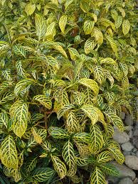 Image result for Sanchezia speciosa