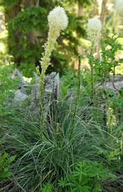 Image result for Xerophyta suaveolens