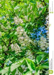 I will enhance your digital pictures or images. Der Kastanienbaum Bluht Im Fruhjahr Schones Weiss Mit Rosa Blumen Stockbild Bild Von Blume Hintergrund 116661973