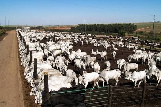 Boi: confinamento em MT deve atingir 1,33 milh&atilde;o de cabe&ccedil;as em 2026, afirma Imea - Sistema Brasileiro do Agroneg&oacute;cio