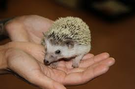 About us if you have lived in austin for awhile and have owned a pet during that time, chances are you probably know us. Pin On Local Businesses In Austin