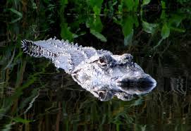90 reviews, 28 photos, & 16 tips from fellow rvers. Camping At Myakka River State Park Find Reservations At Myakka River State Park Campnab
