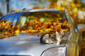Check spelling or type a new query. Can I Give My Cat Benadryl For A Long Car Ride Feline Follower