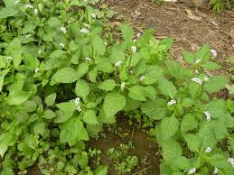 Image result for Heliotropium indicum