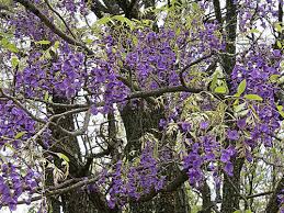 Image result for Bolusanthus