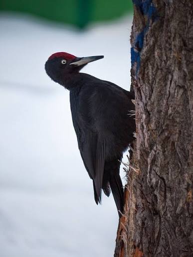40+ Free Pecker & Nature Images - Pixabay