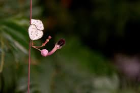 Image result for Ceropegia buchananii