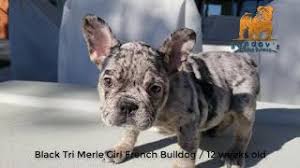 Black and grey merle french bulldog. French Bulldog Puppy 12 Weeks Old Black Tri Merle Girl Bulldog Youtube