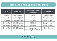 Bengal Kitten Weight Chart 2019