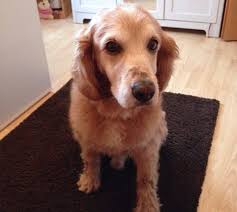 1,699 likes · 3 talking about this. Uber Mich Wegbereiter Mensch Wie Hund Petra Metz