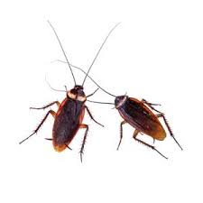Proudly serving as the pest control leader in nevada, our goal is to provide you with 100% peace of mind by protecting your business or home from unwanted pests. German Cockroach Control In Las Vegas Nv Ace Pest Control